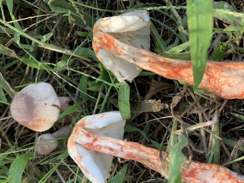 Leucoagaricus americanus