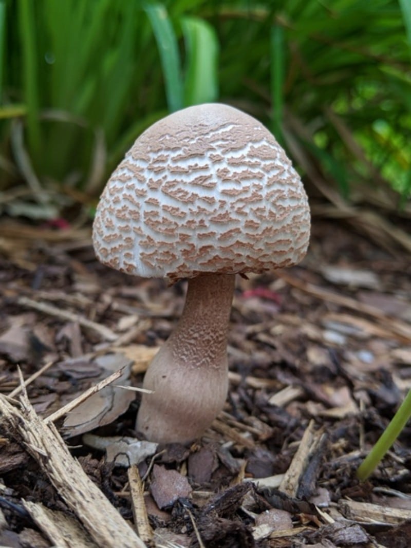 Leucoagaricus americanus