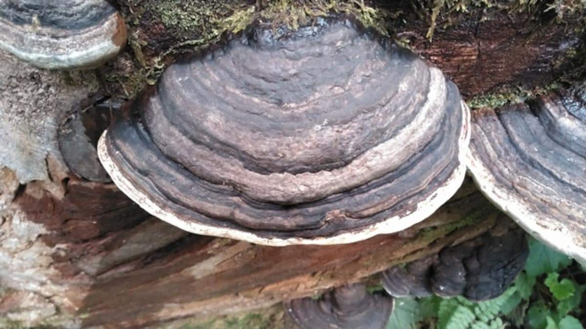 Fomitopsis ochracea