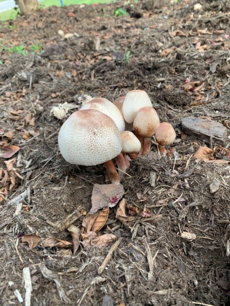 Leucoagaricus americanus