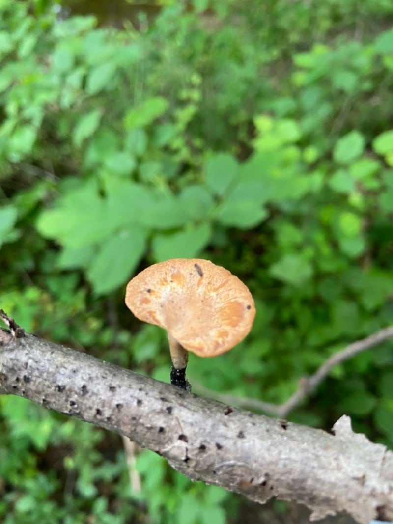 Cerioporus varius/Polyporus varius