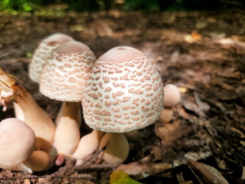 american parasol mushrooms