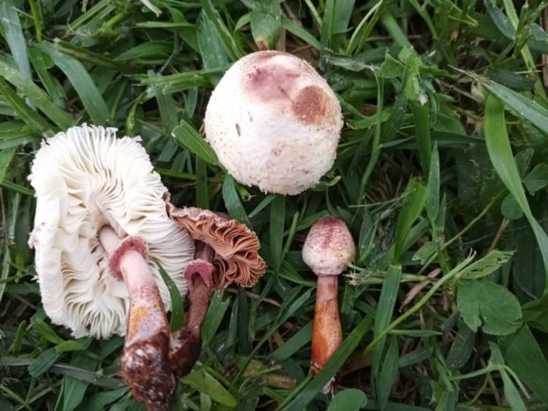 Leucoagaricus americanus