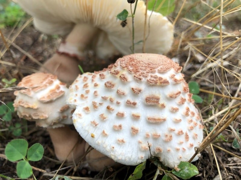 reddening lepiota