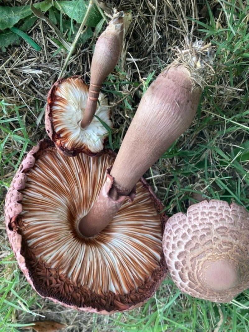 Leucoagaricus americanus