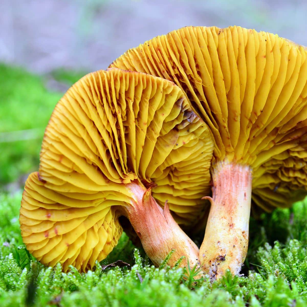 gilled bolete gills