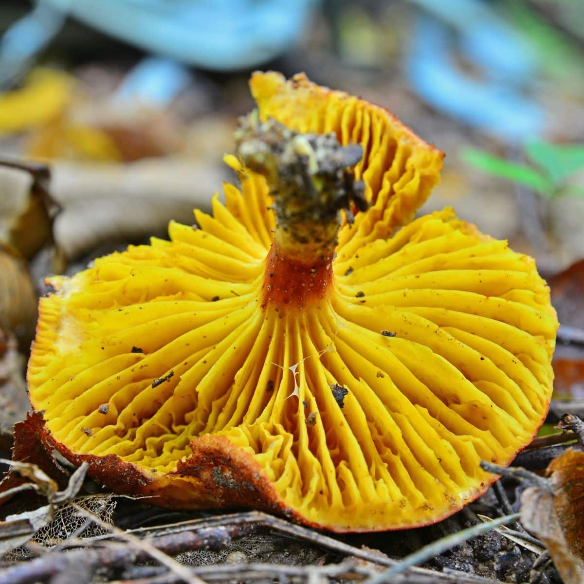 Phylloporus