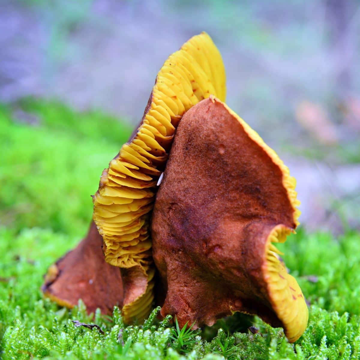 two gilled boletes