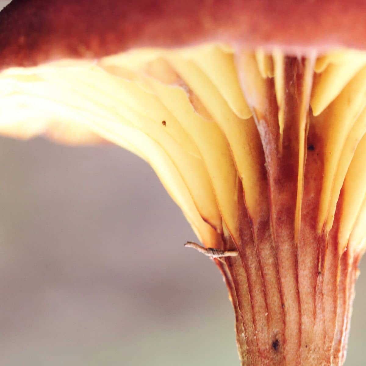 gilled bolete