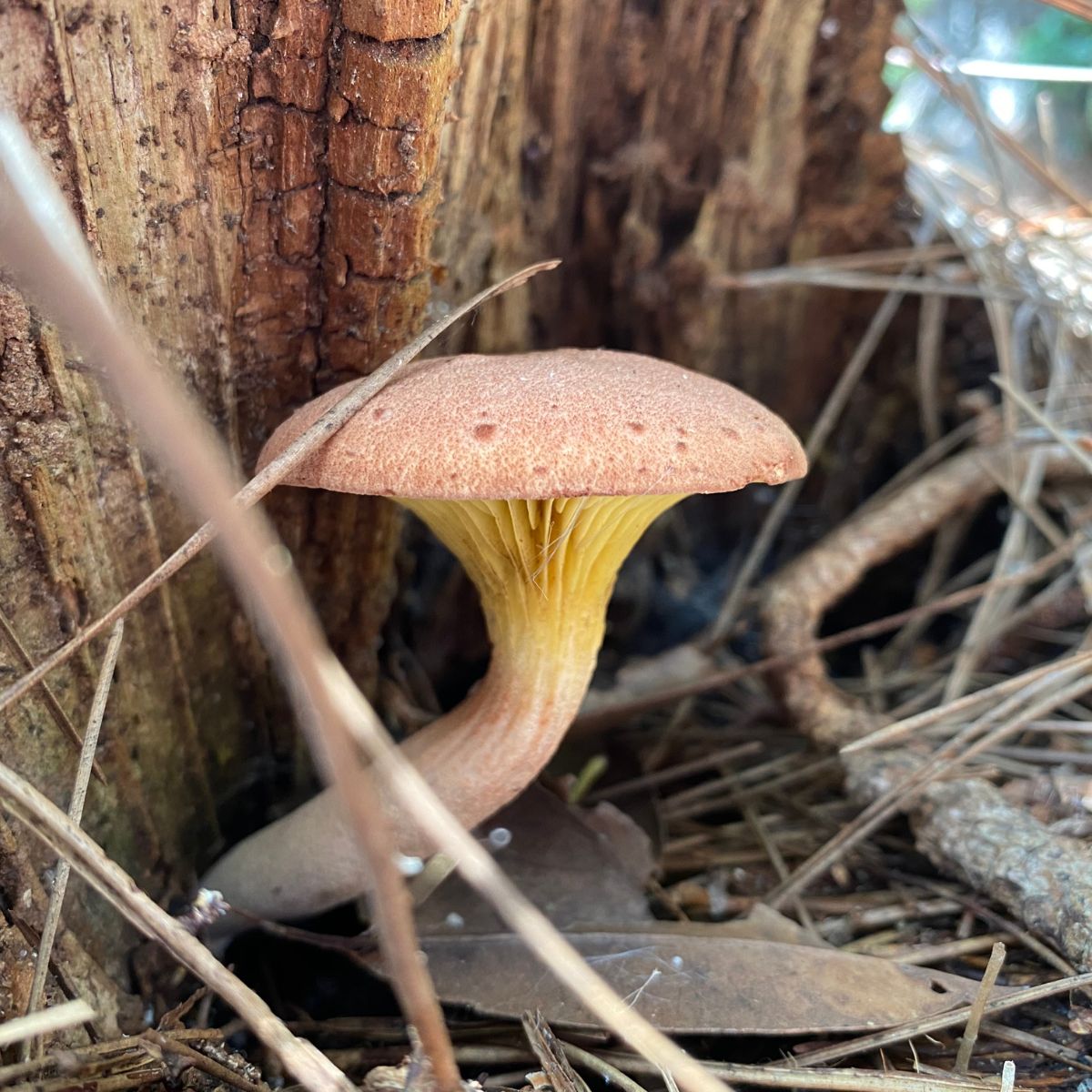 Phylloporus leucomycelinus