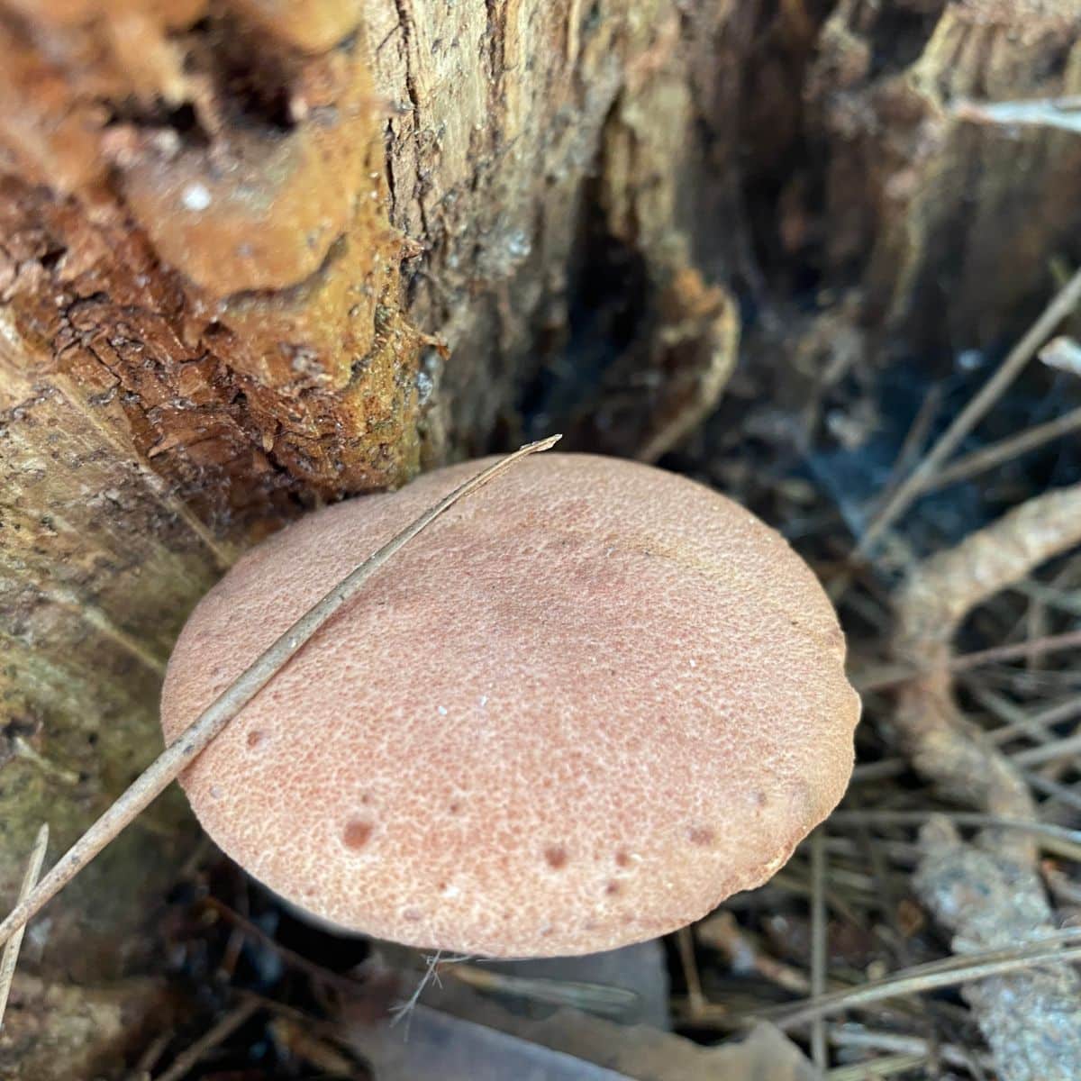 Phylloporus leucomycelinus