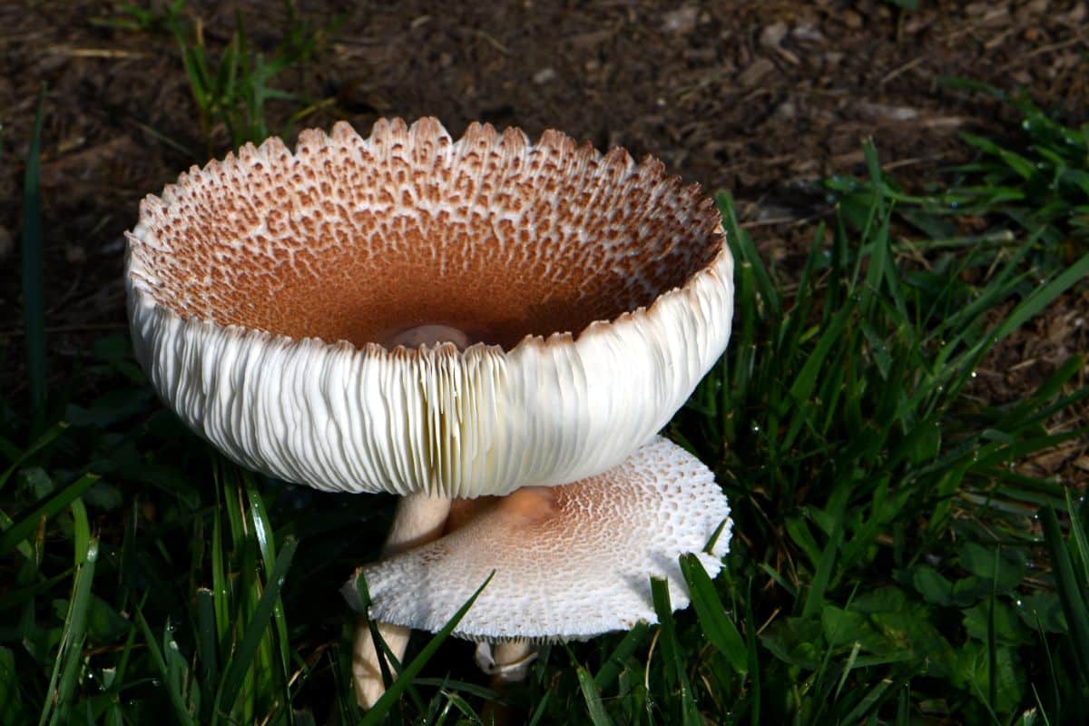 American parasols, aka reddening lepiota