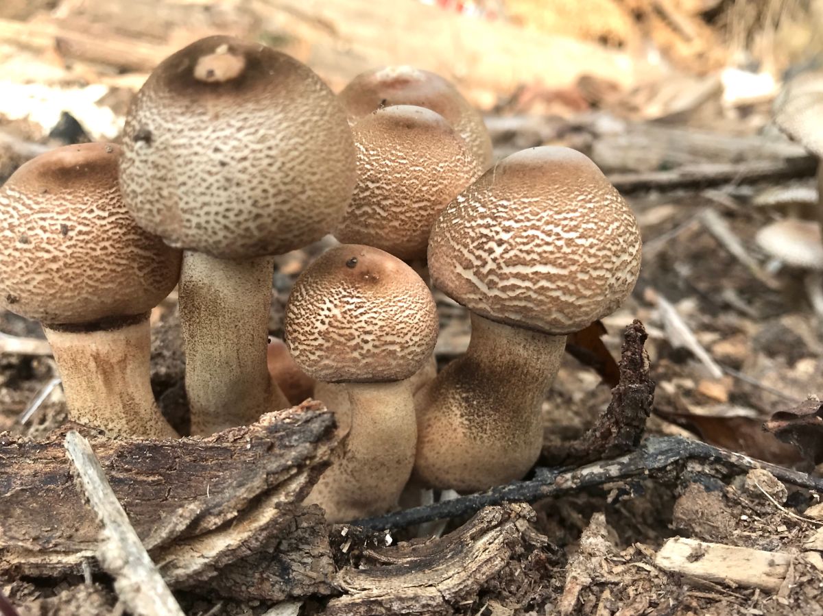 reddening lepiota