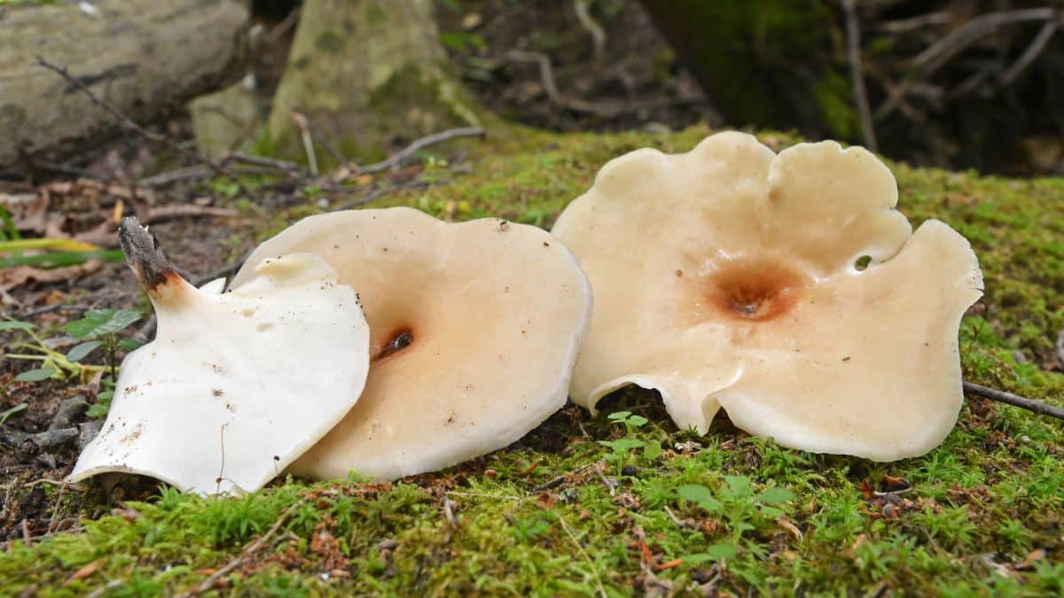 Polyporus badius