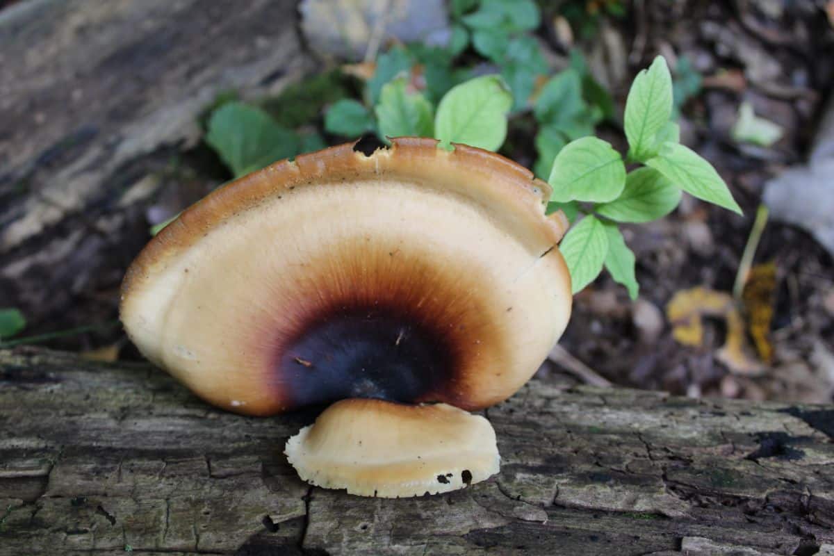 black footed polypore