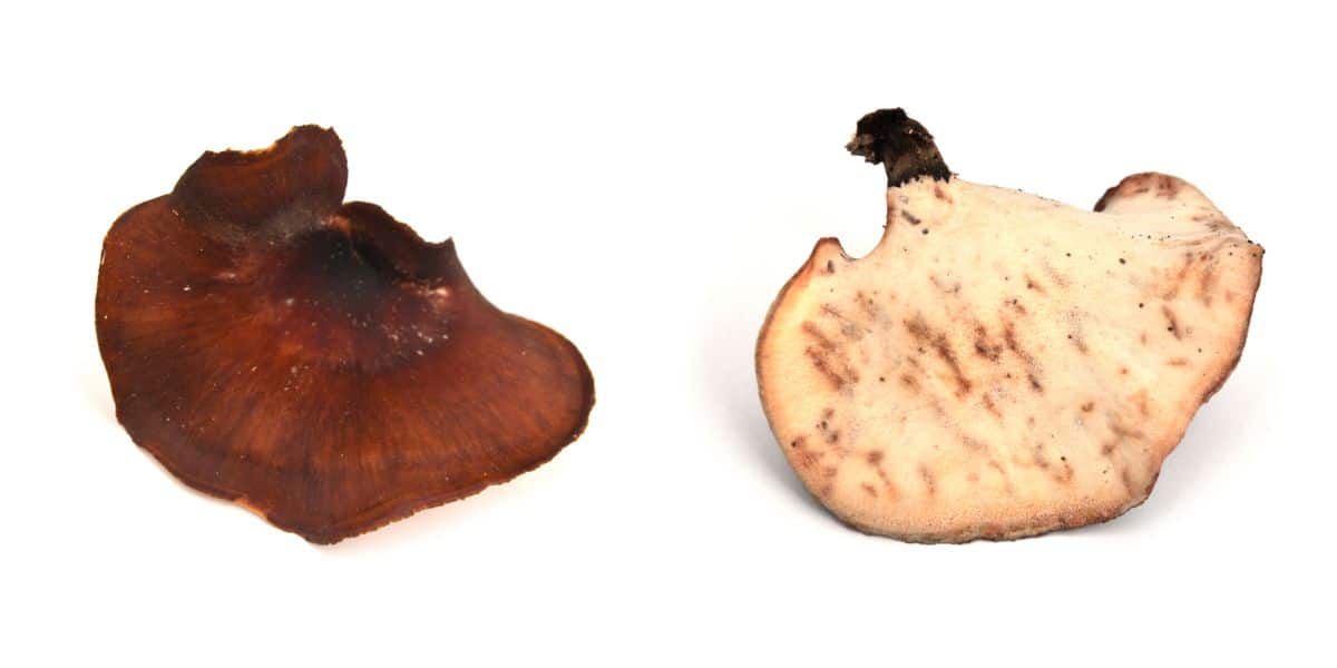 black footed polypore
