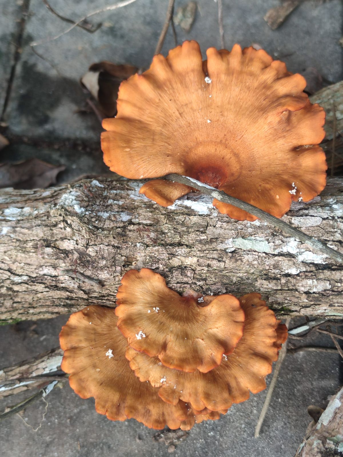 Polyporus badius