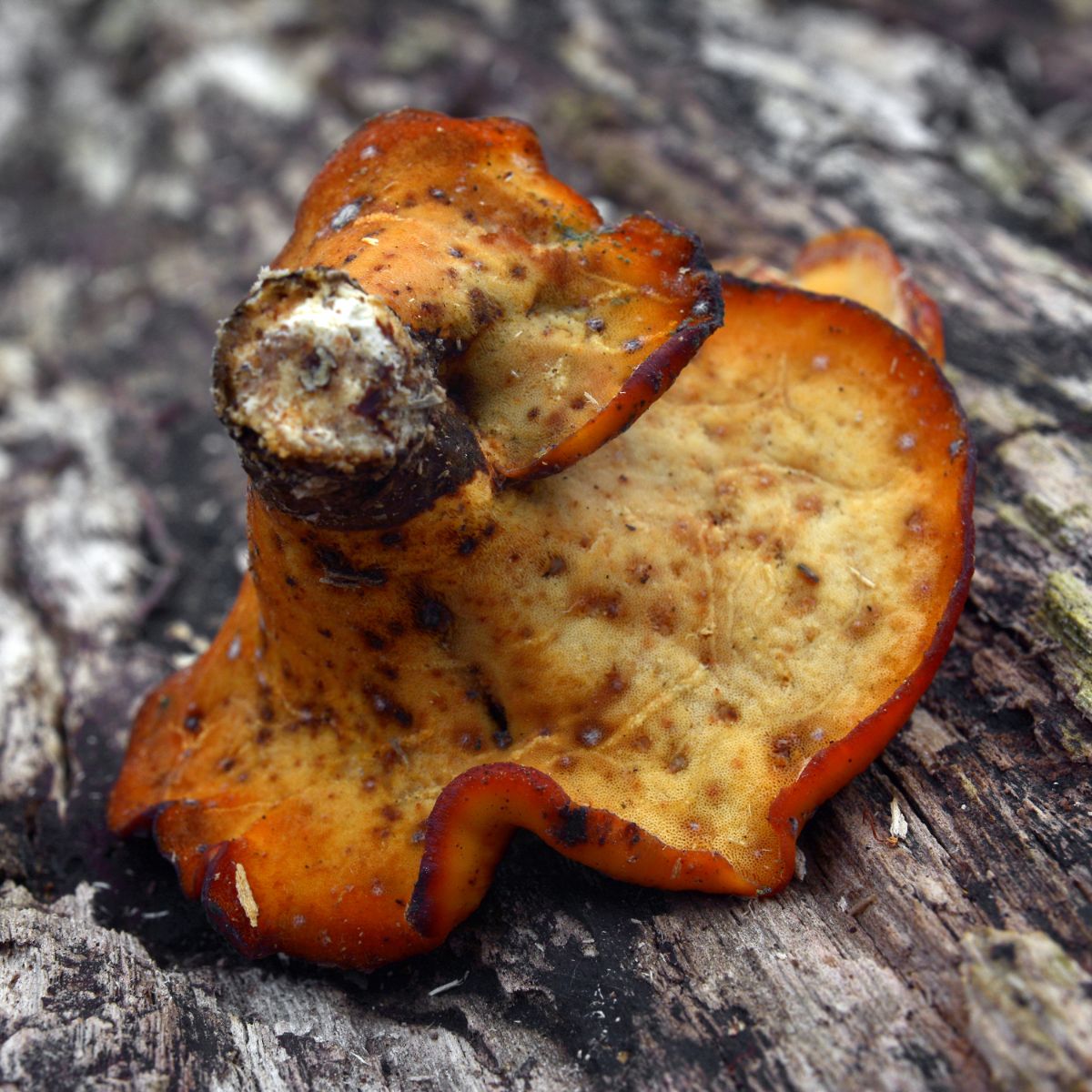 black footed polypore pores