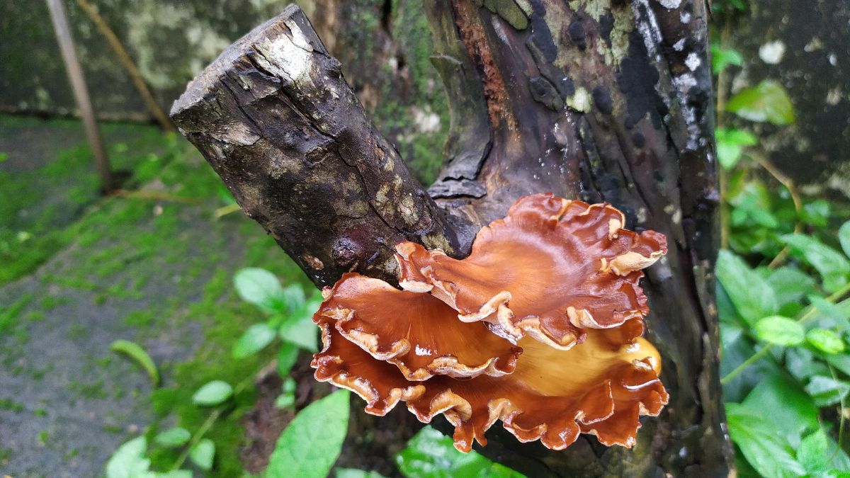 black footed polypore