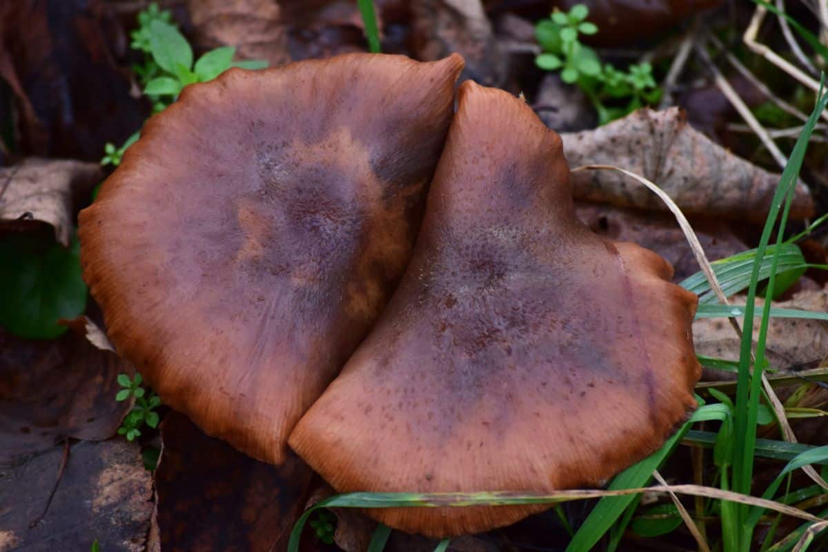 Polyporus badius