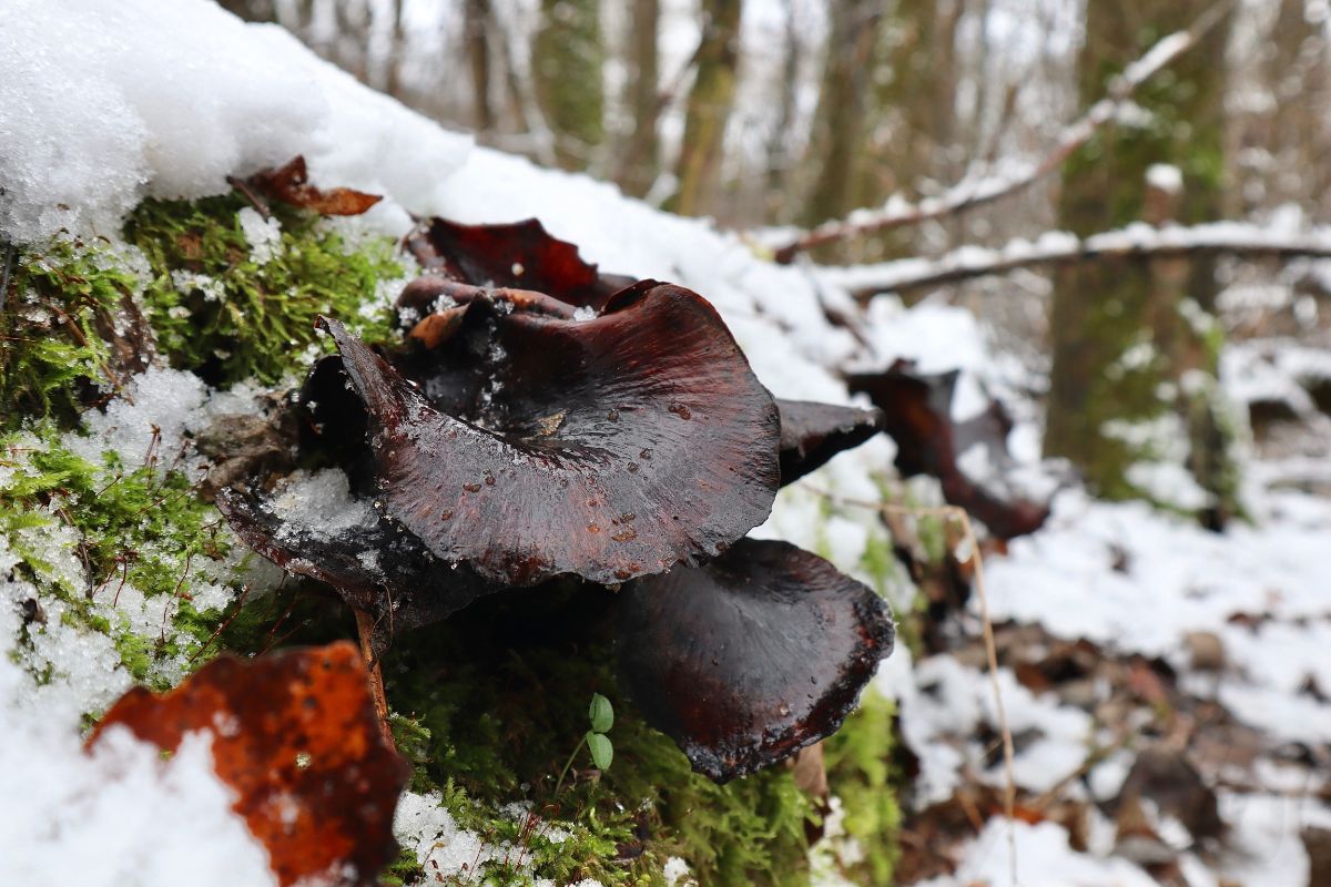 Polyporus badius