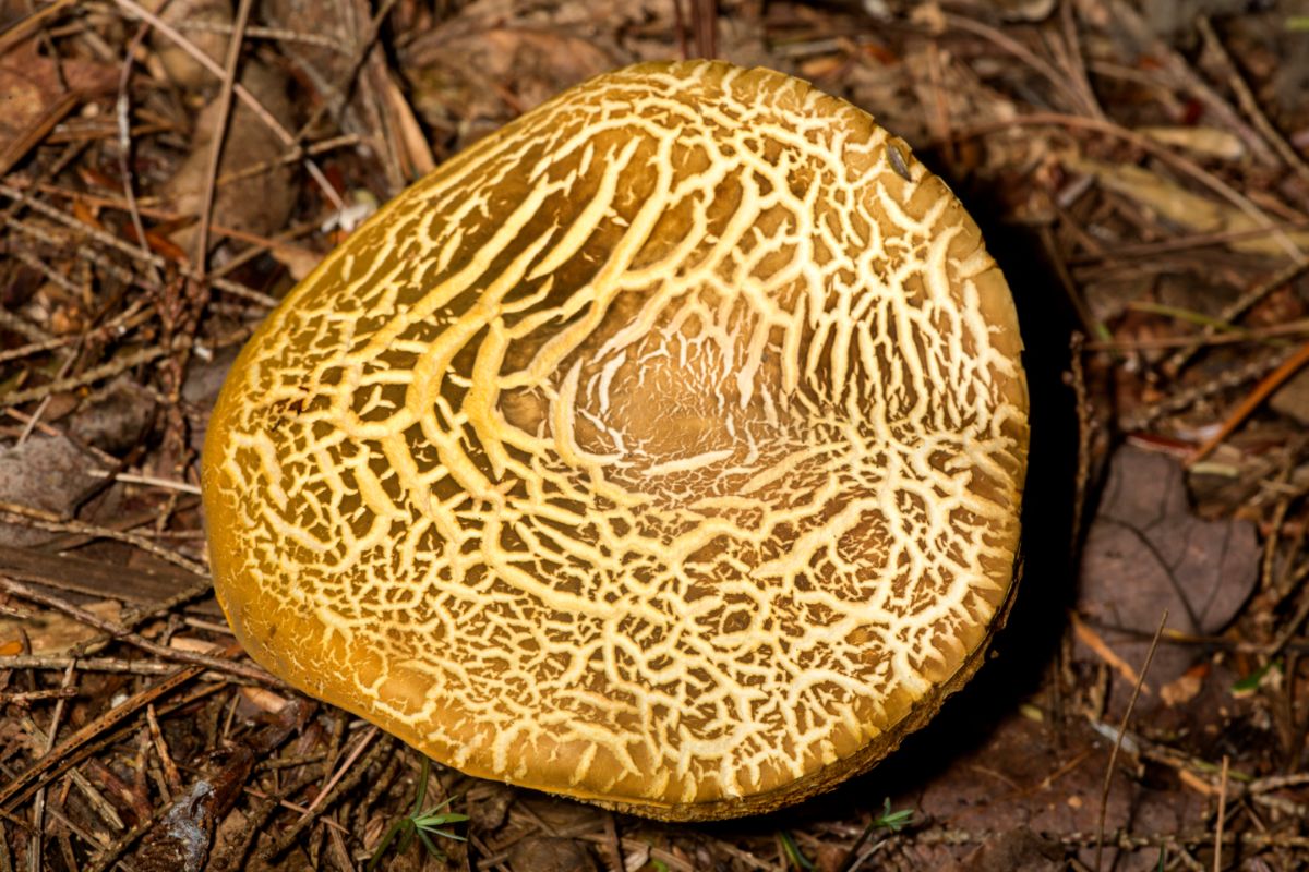 gilled bolete cap