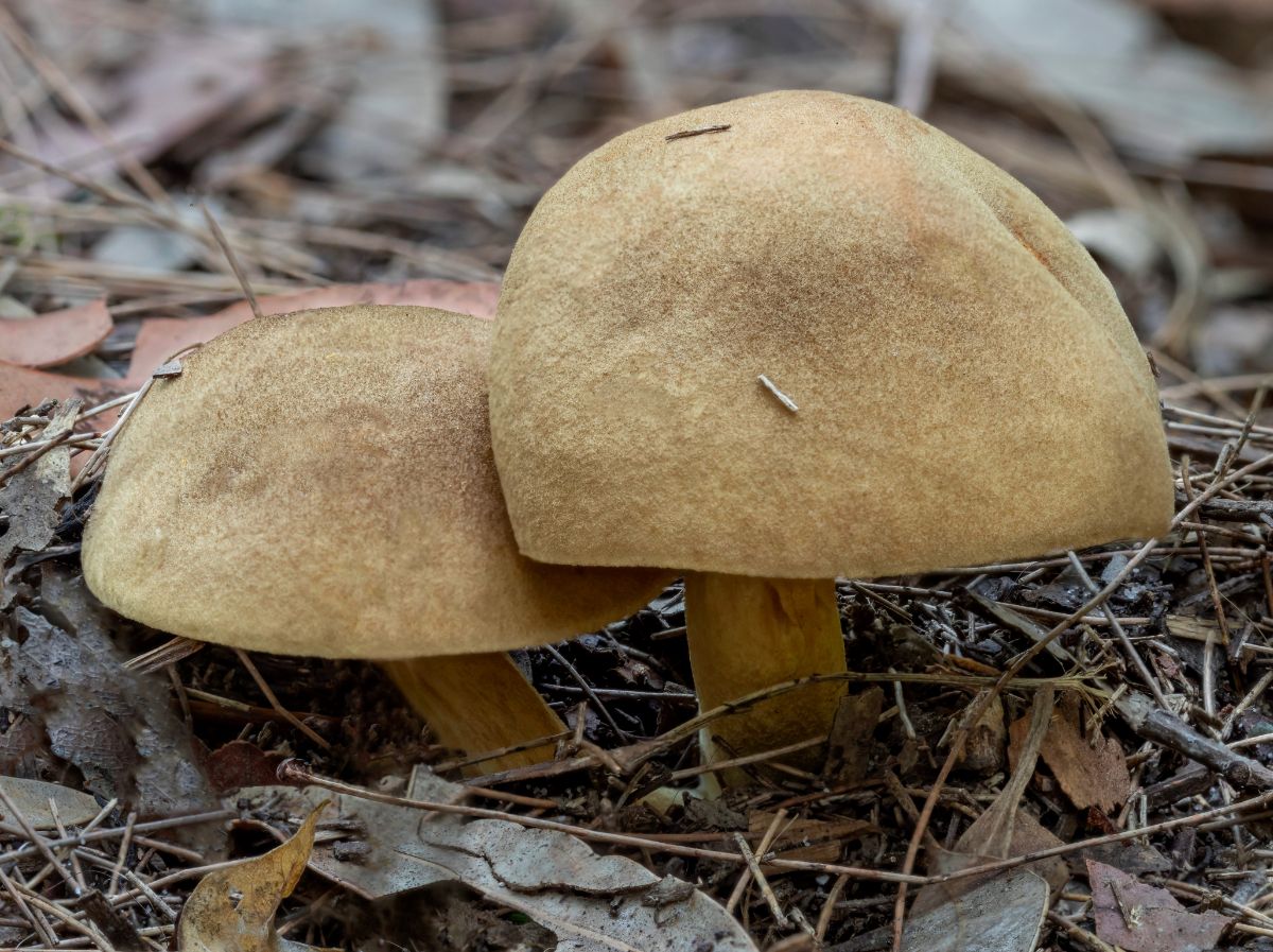 Phylloporus