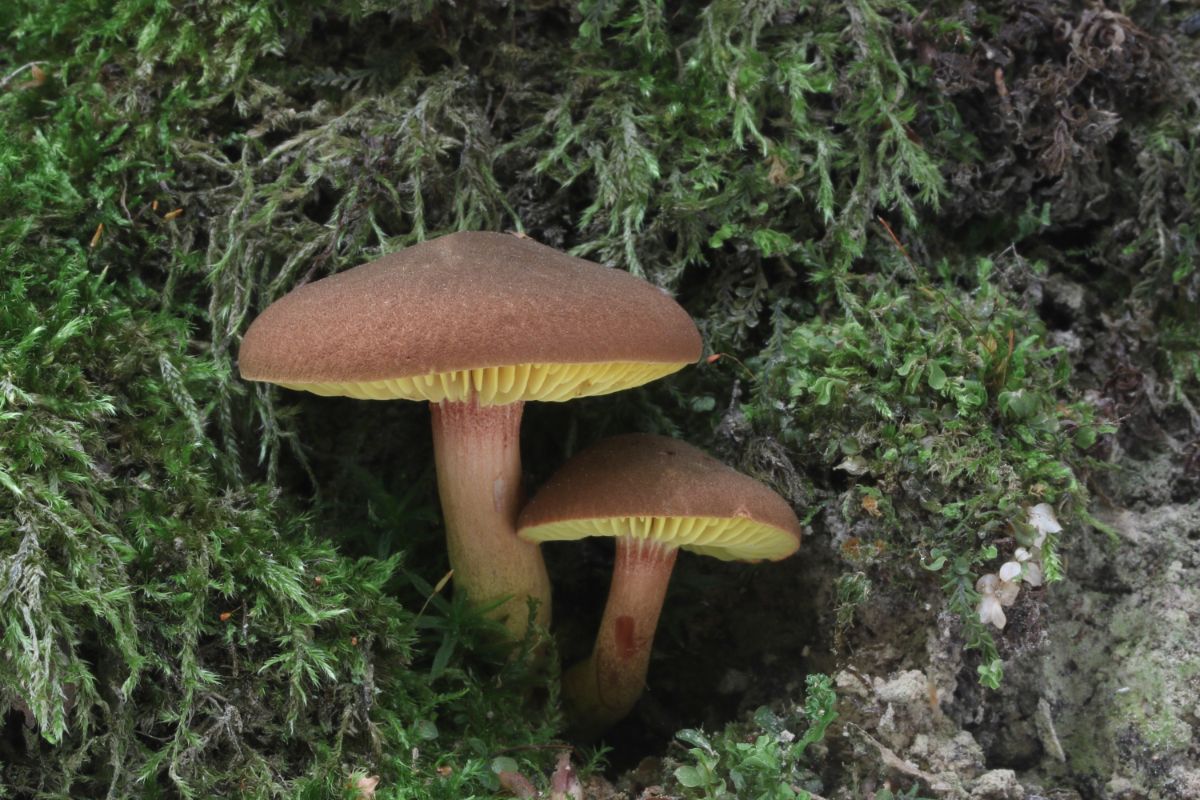 gilled boletes