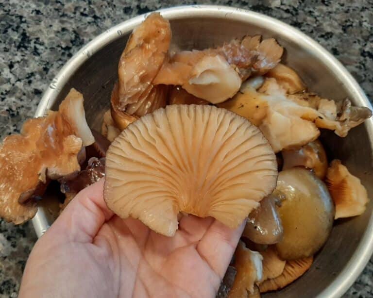 How To Make Oyster Mushroom Jerky Mushroom Appreciation
