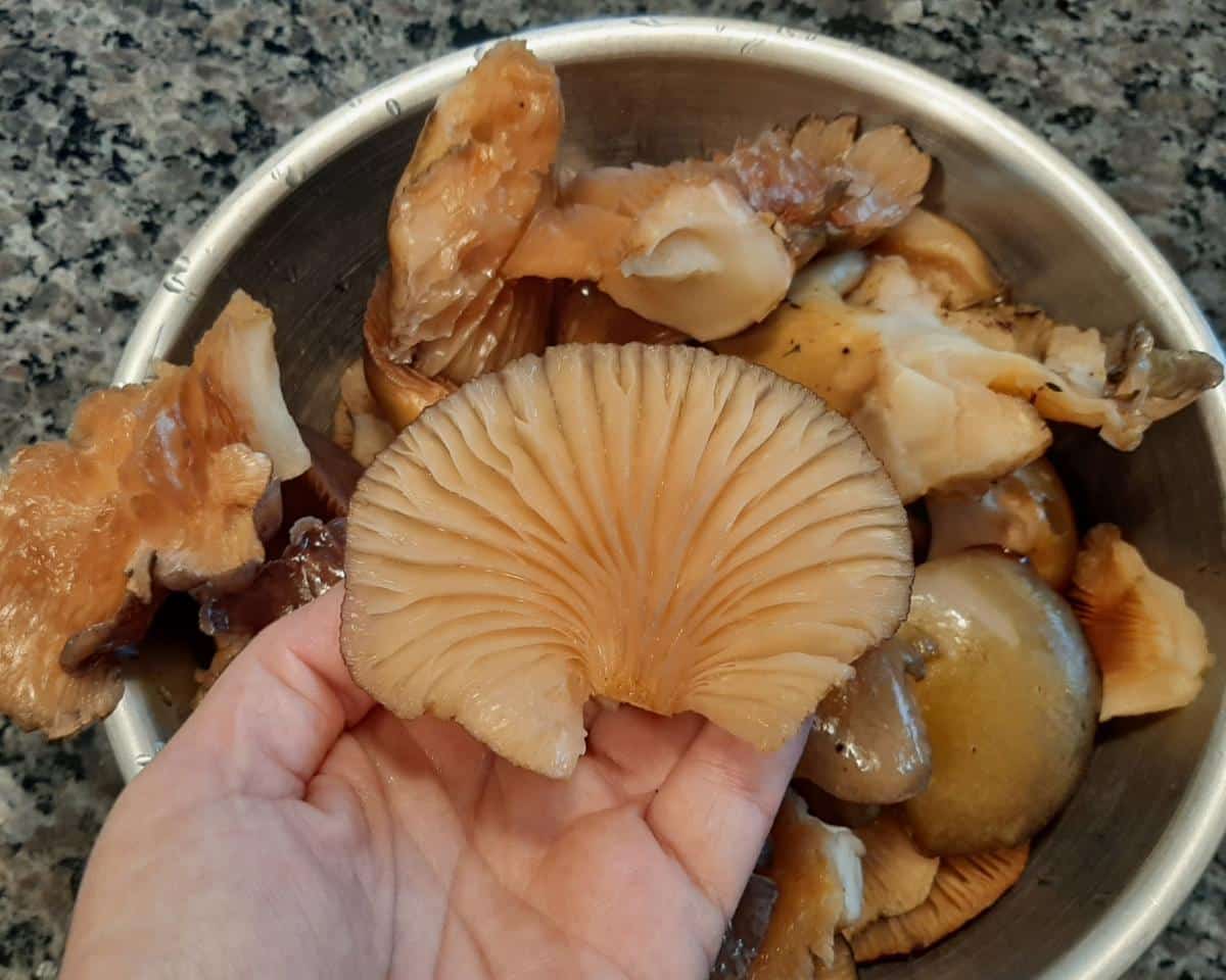 late fall oyster mushroom jerky 