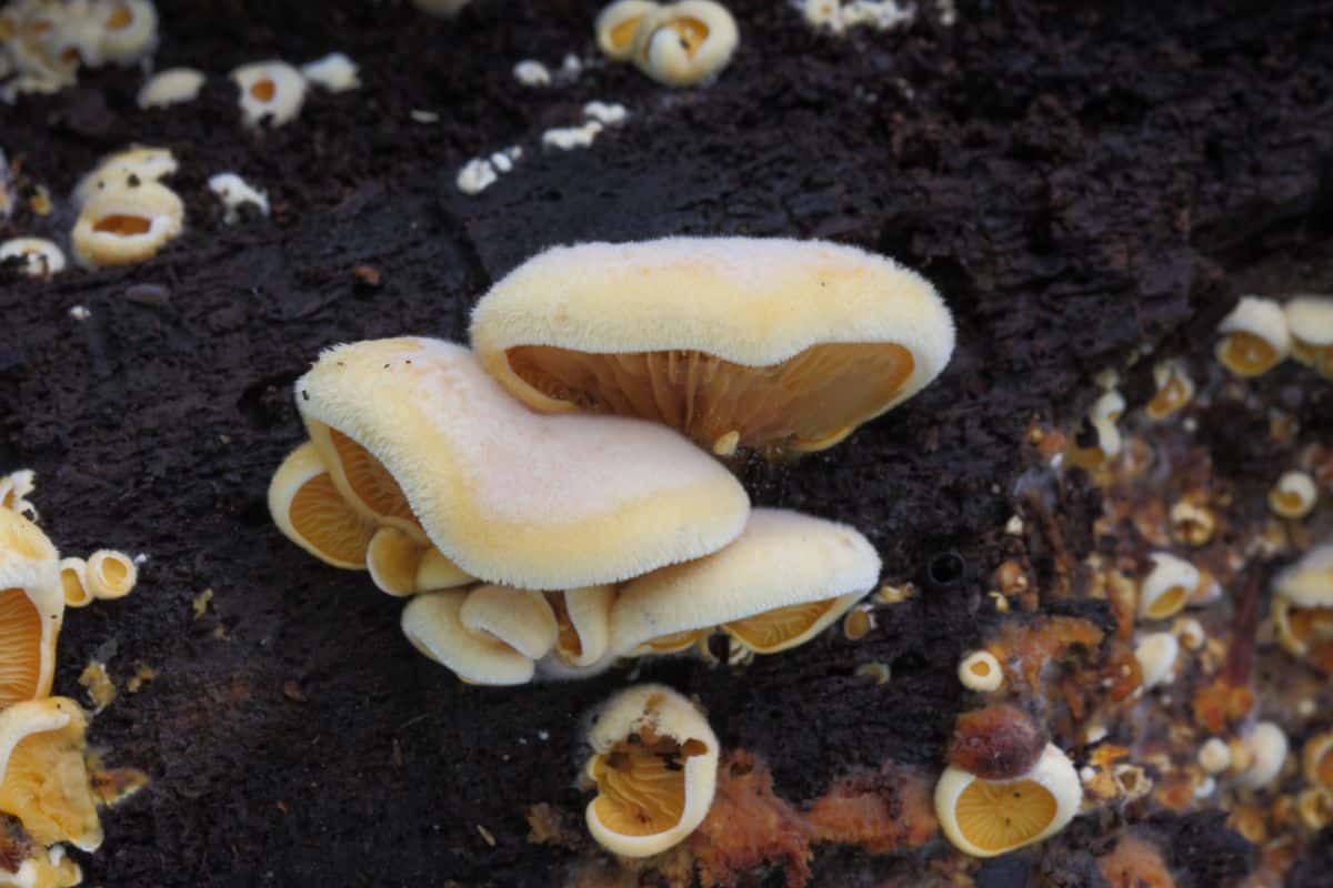 mock oyster mushrooms
