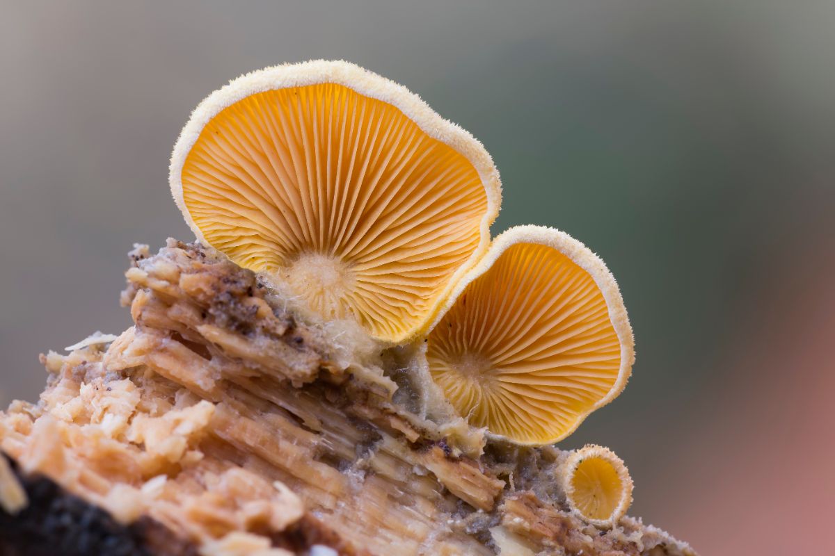 mock oyster mushroom