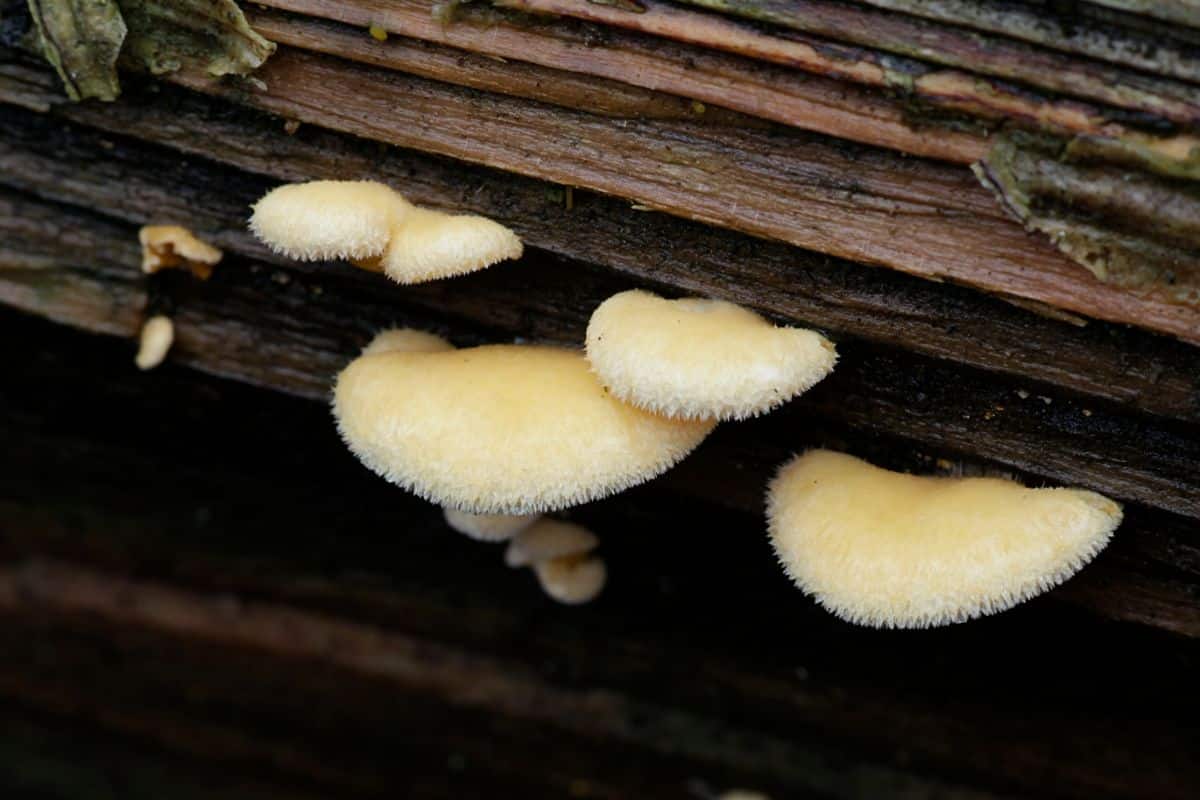 mock oyster mushrooms