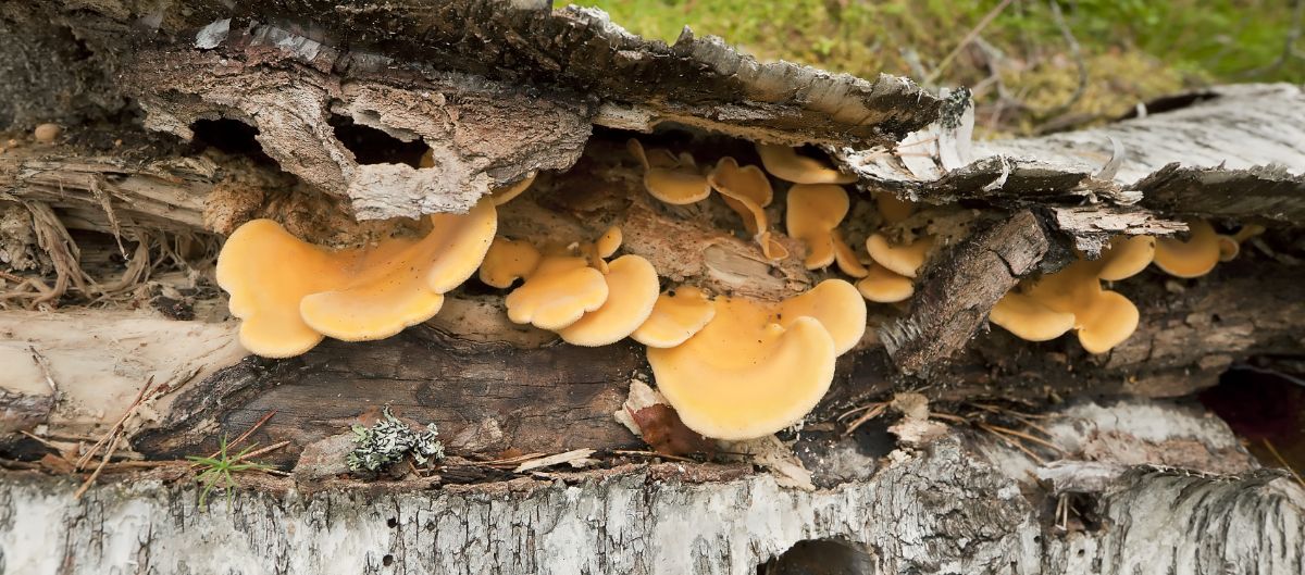 mock oyster mushrooms