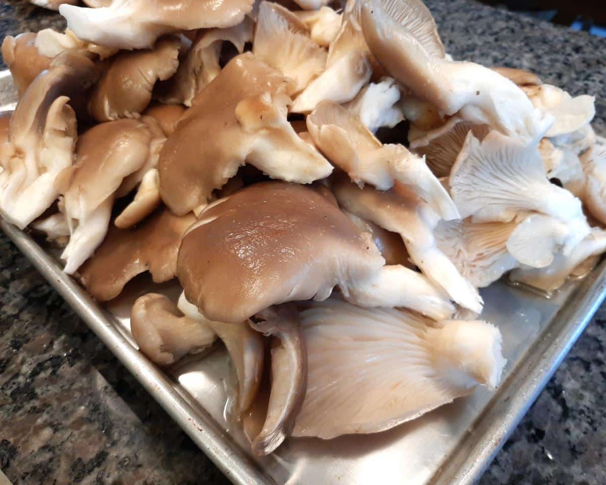 tray of oyster mushrooms