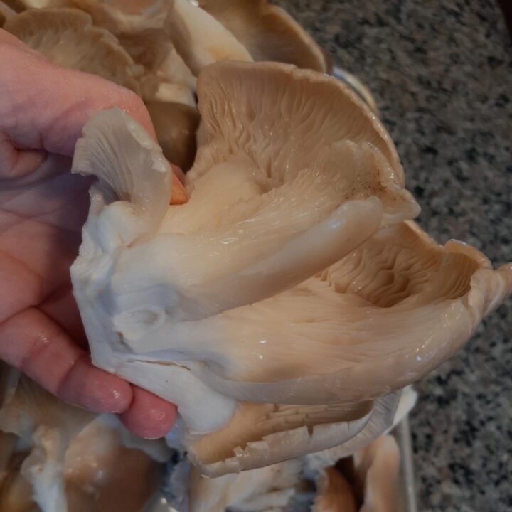 How To Make Oyster Mushroom Jerky Mushroom Appreciation