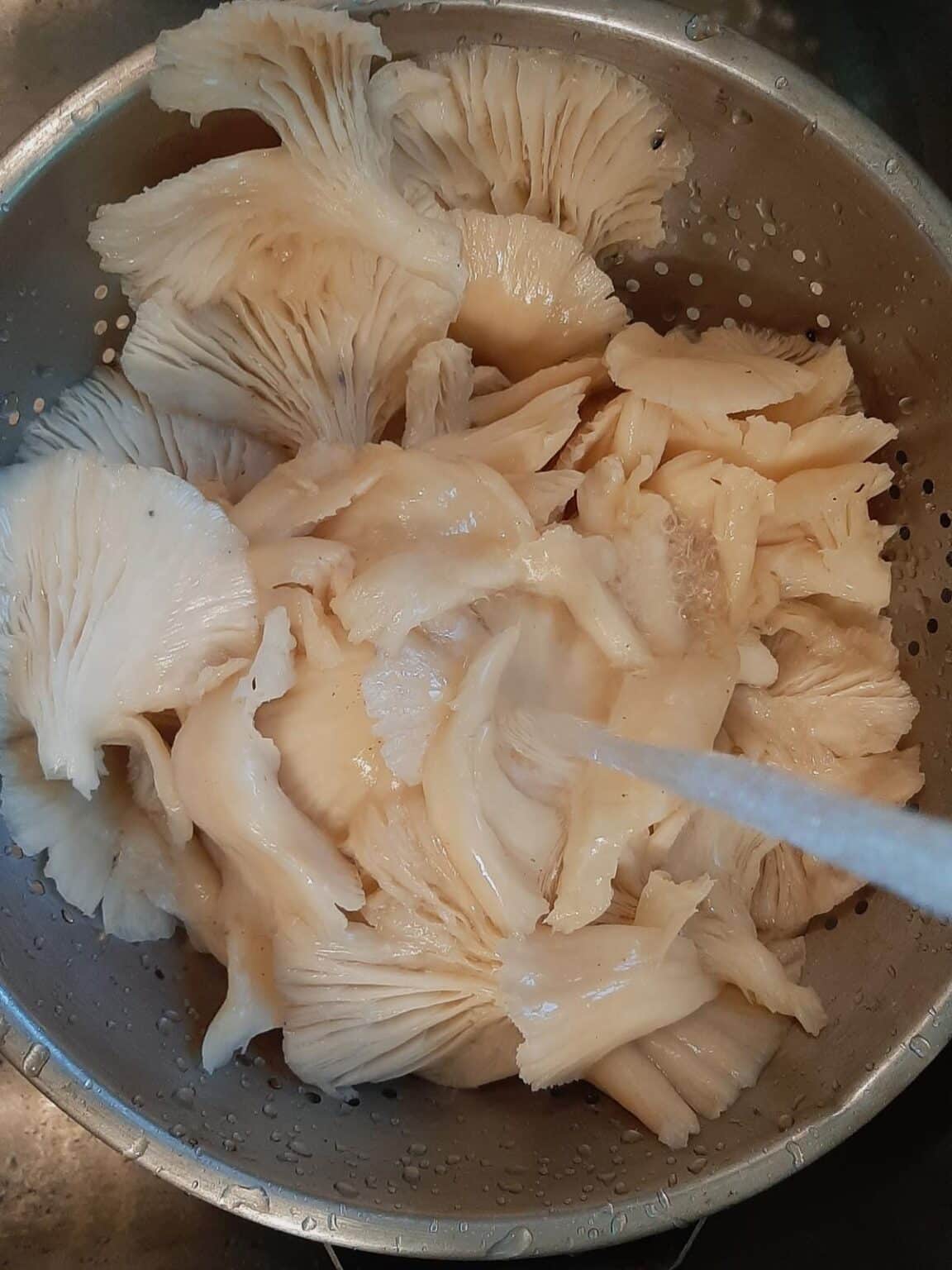 How To Make Oyster Mushroom Jerky Mushroom Appreciation