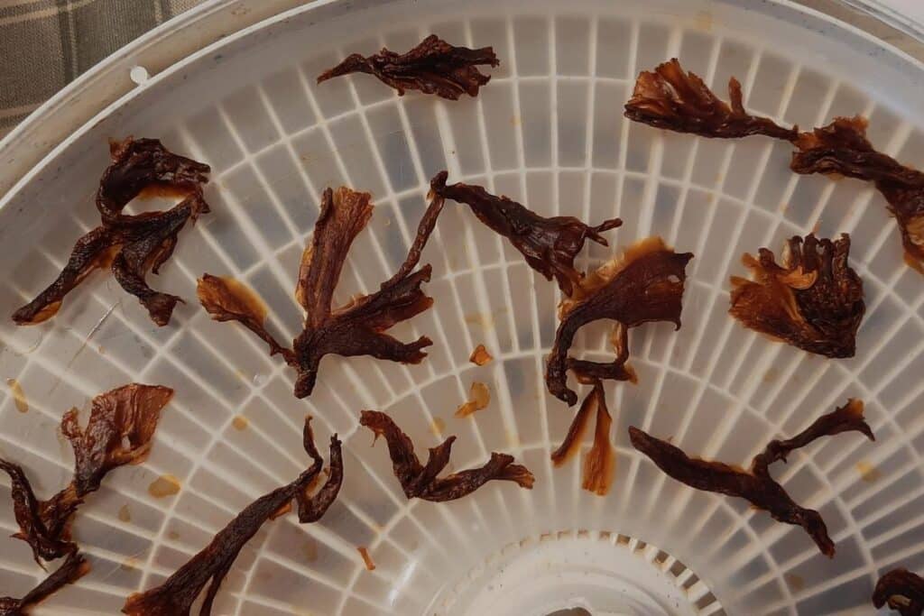 How To Make Oyster Mushroom Jerky Mushroom Appreciation