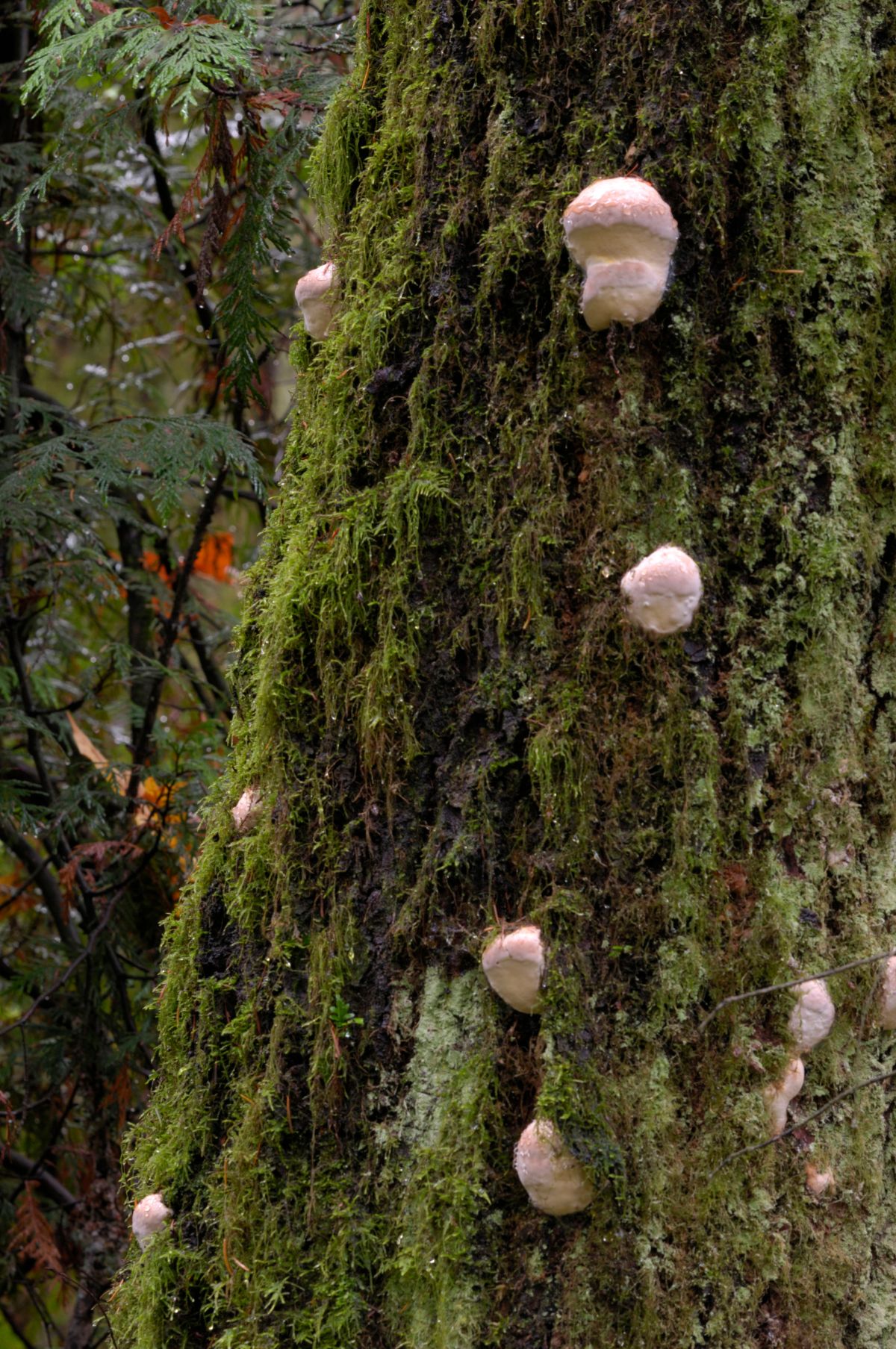 red belted conk Fomitopsis 