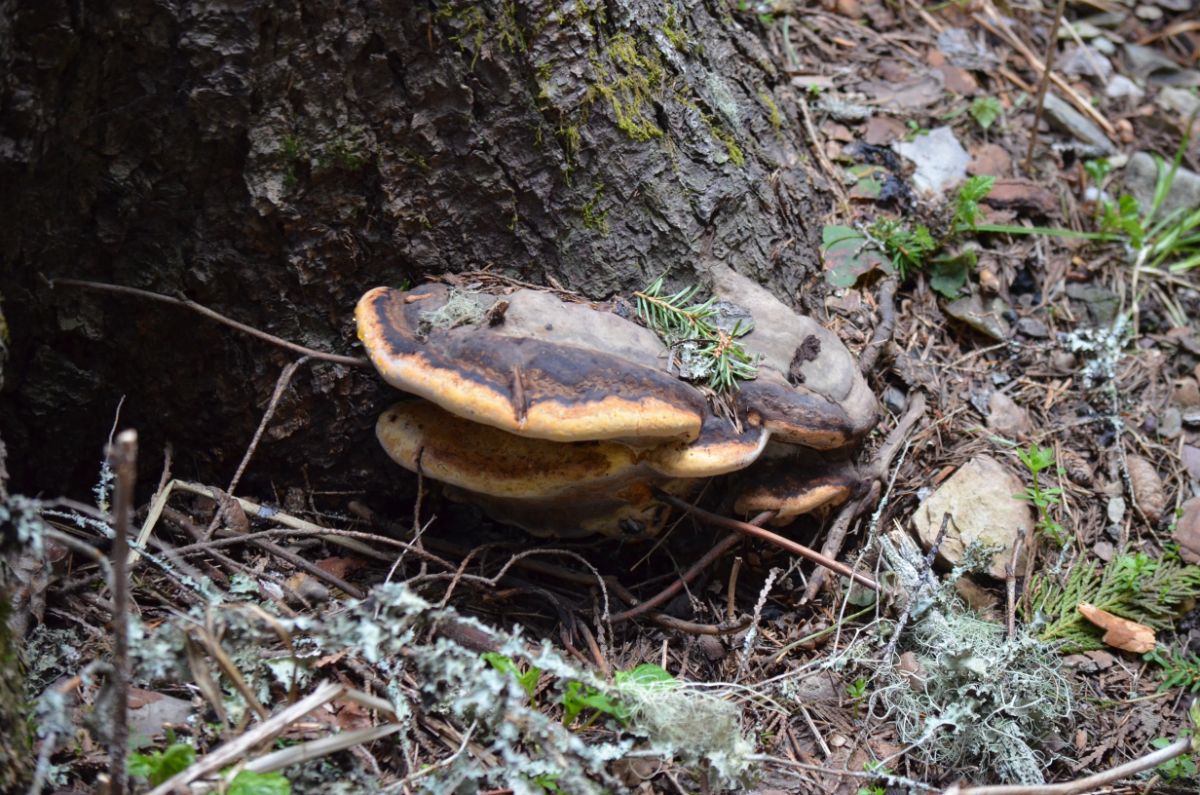 red belted conk