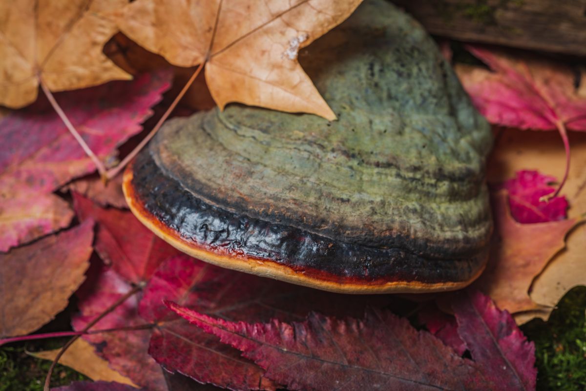 red belted polypore