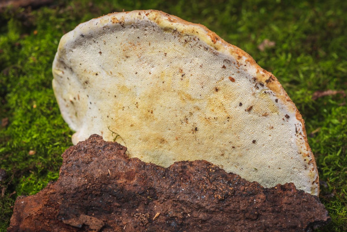 red belted polypore pores