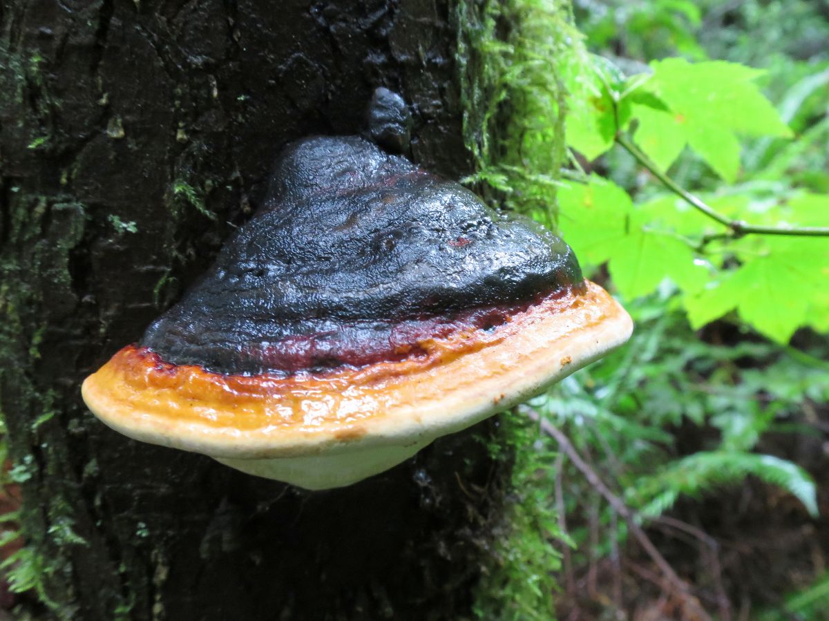 red belted polypore