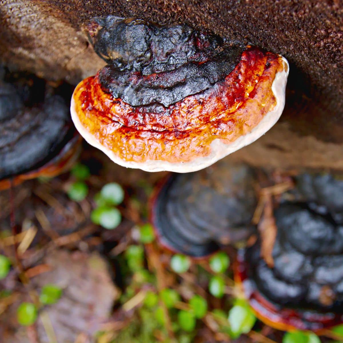 red belted polypore