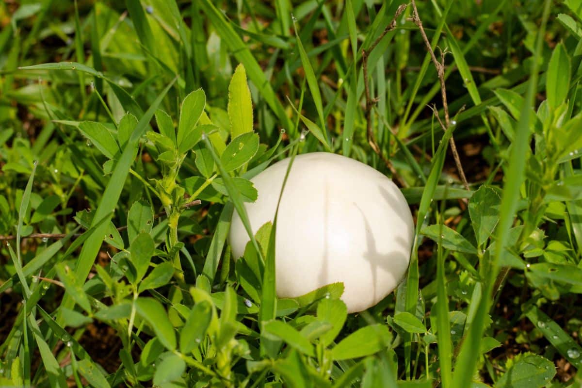 smooth parasol mushroom 