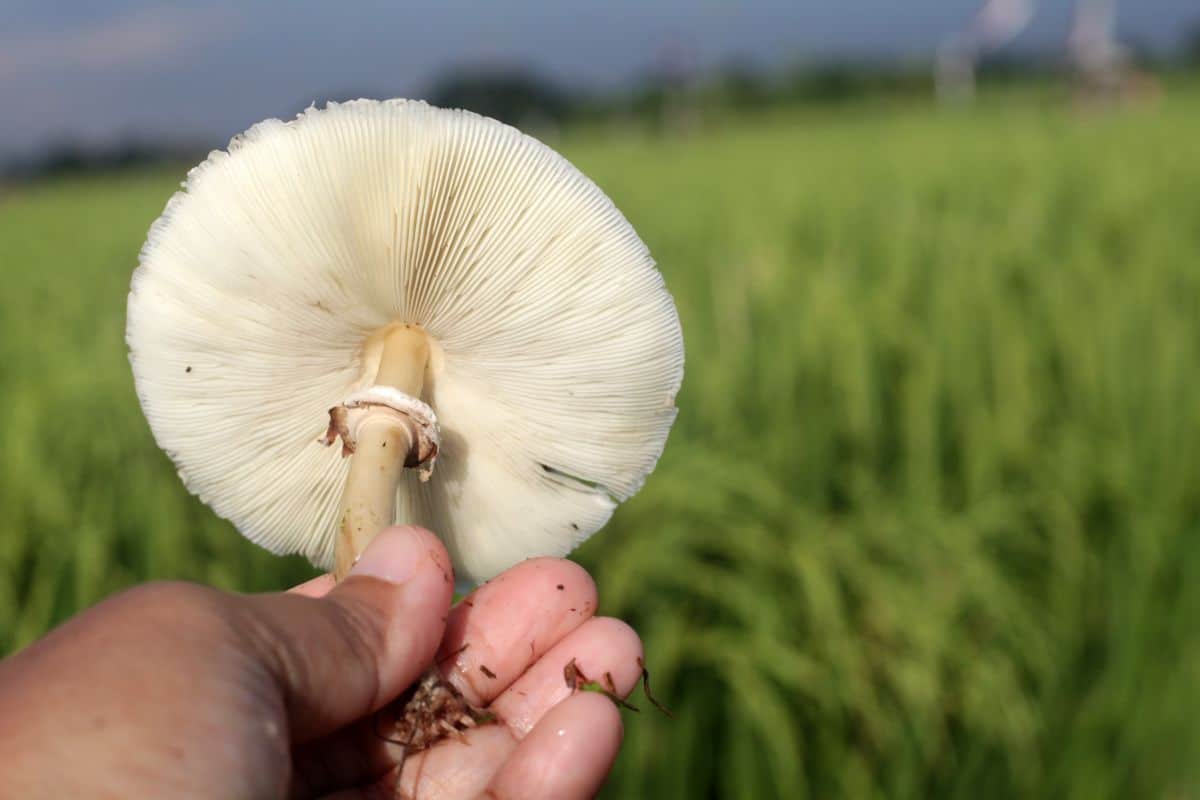 Leucoagaricus leucothites