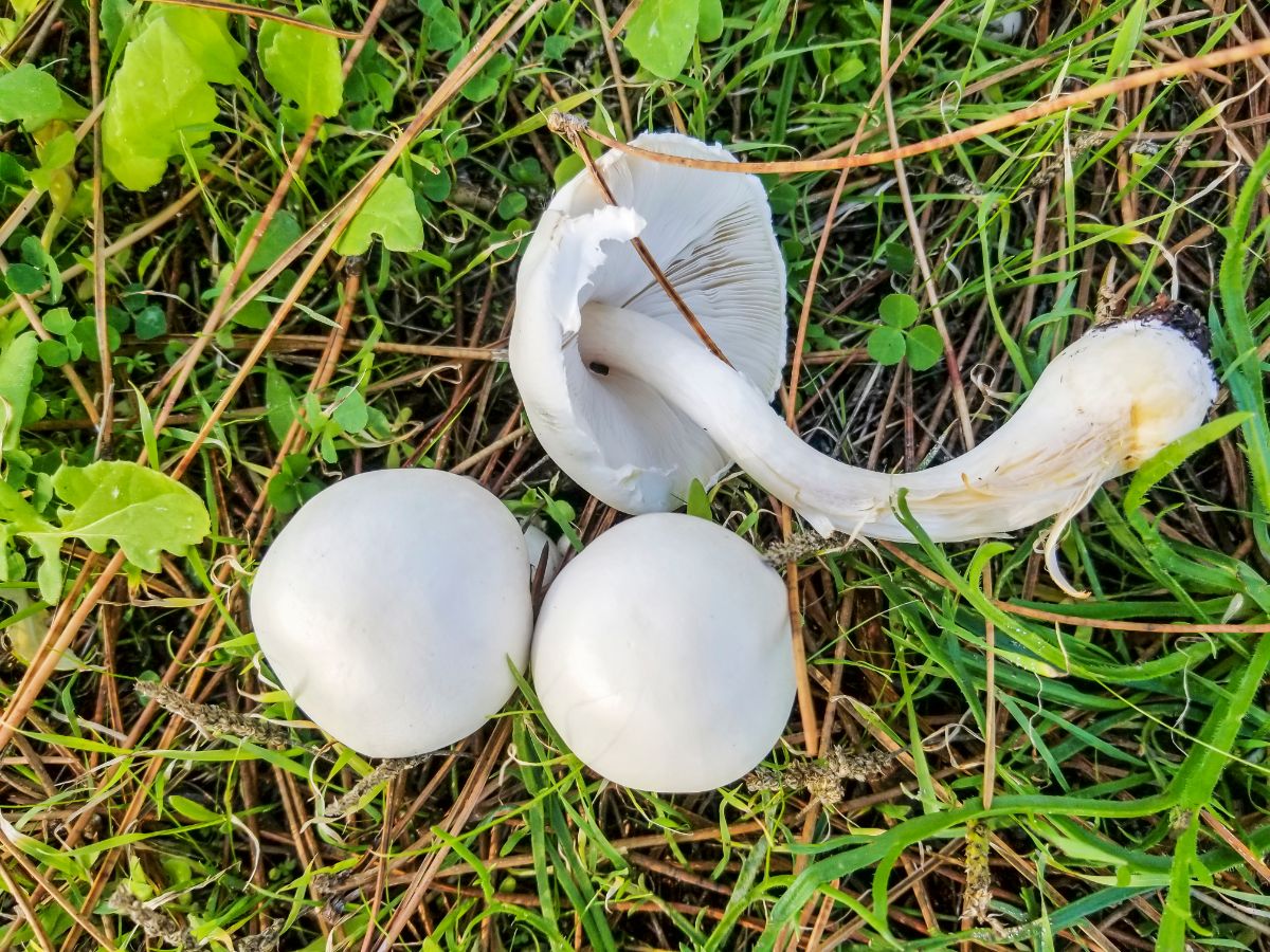 Leucoagaricus leucothites