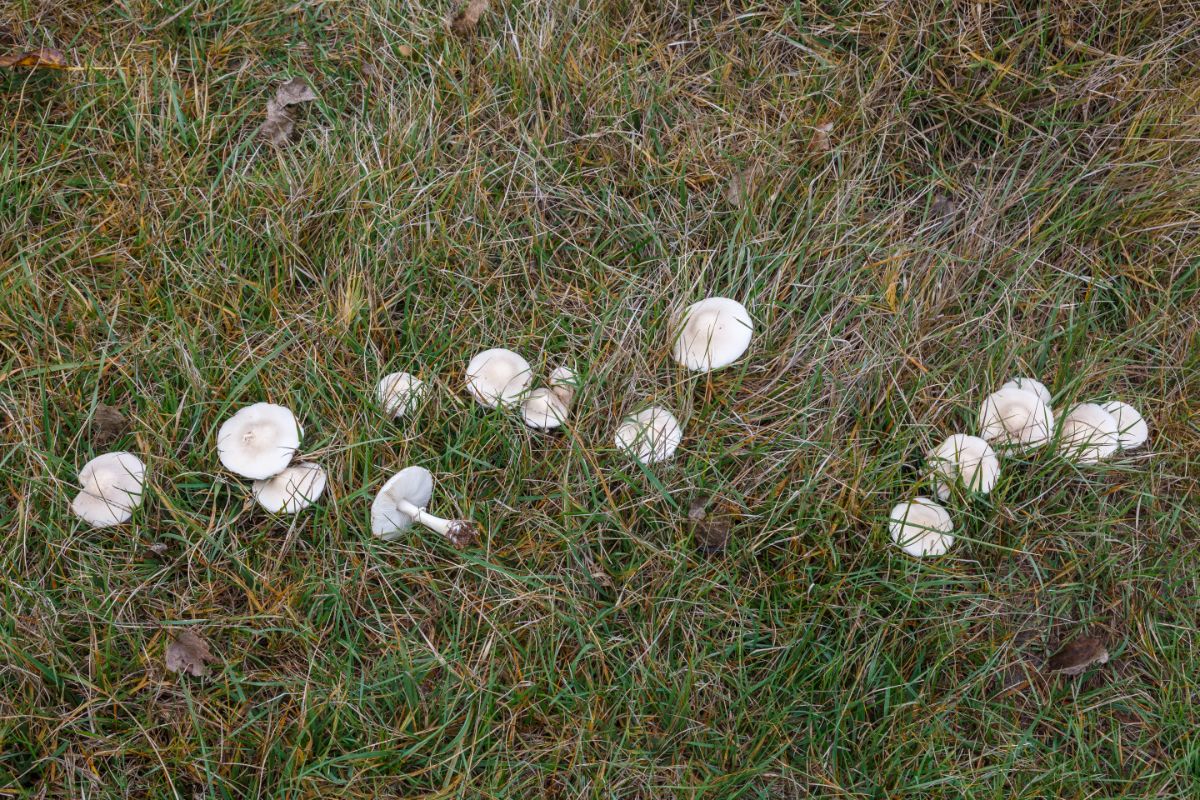 white dapperling, smooth parasol
