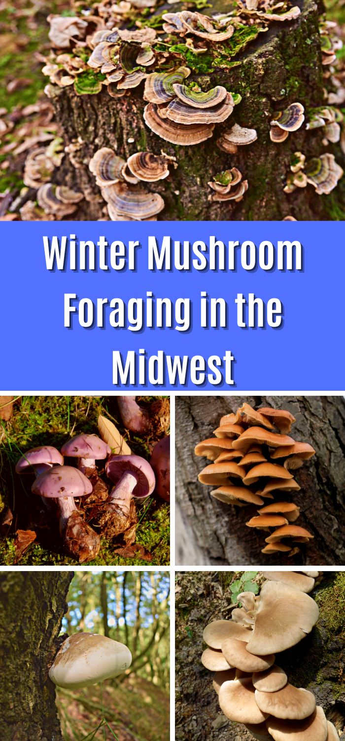 Winter Mushroom Foraging In The Midwest Mushroom Appreciation