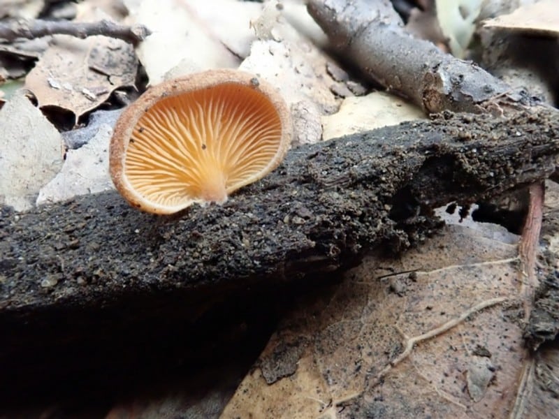 Crepidotus crocophyllus